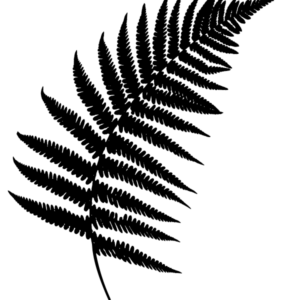 fern